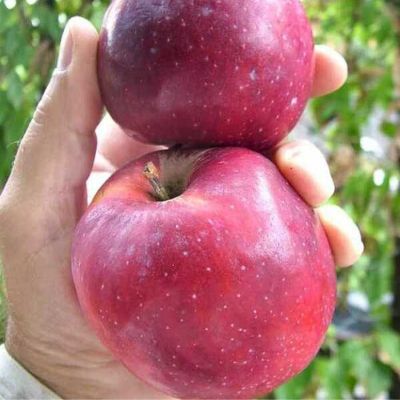 Яблоня Джули Рэд Яблоня Джули Рэд - Dolina-Sad.Ru