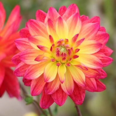 Георгина Рэйтбол Силинс - Dolina-Sad.Ru