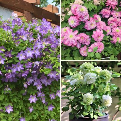 Микс клематисов Мечта Микс клематисов Мечта - Dolina-Sad.Ru