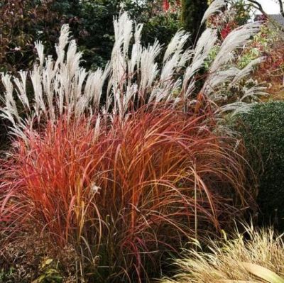 Мискантус китайский Ротер Пфейл Мискантус китайский Ротер Пфейл фото