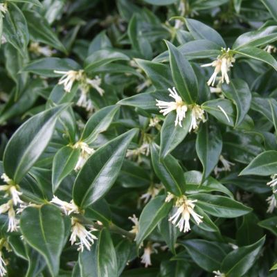 Саркококка иглицелистная Драгон Гате Саркококка иглицелистная Драгон Гате - Dolina-Sad.Ru