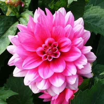 Георгина Блюзетте Георгина Блюзетте фото