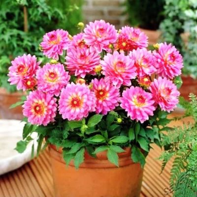 Георгина Гэллери Беллини Георгина Гэллери Беллини фото