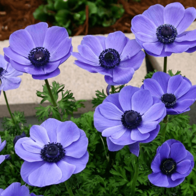 Анемона Мистер Фоккер Анемона Мистер Фоккер фото