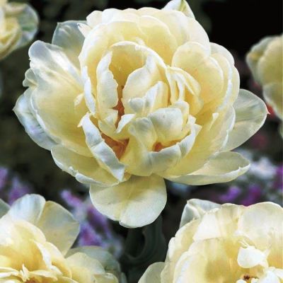 Тюльпан Ап Уайт фото