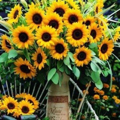 Подсолнечник Санспот карликовый Подсолнечник Санспот карликовый фото