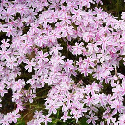 Флокс Кэнди Страйп Флокс Кэнди Страйп фото