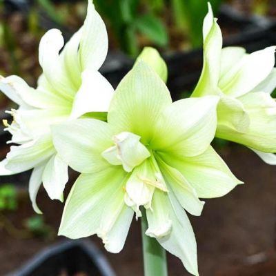 Амариллис Мэрилин Амариллис Мэрилин фото