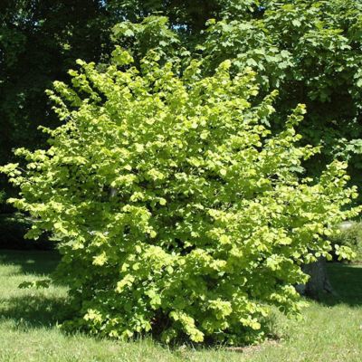 Лещина обыкновенная, С3 Лещина обыкновенная, С3 - Dolina-Sad.Ru