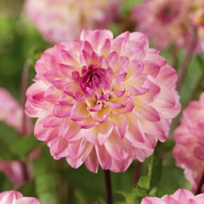 Георгина Эль Пасо Георгина Эль Пасо - Dolina-Sad.Ru