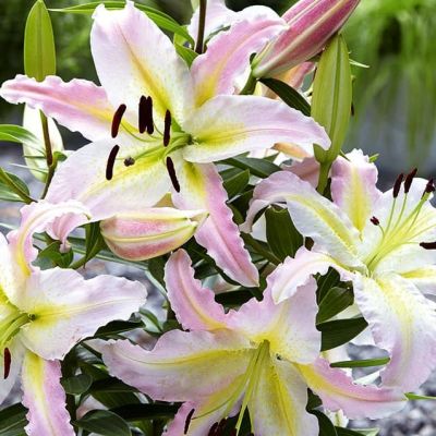 Лилия Бамако 2 шт Лилия Бамако 2 шт фото