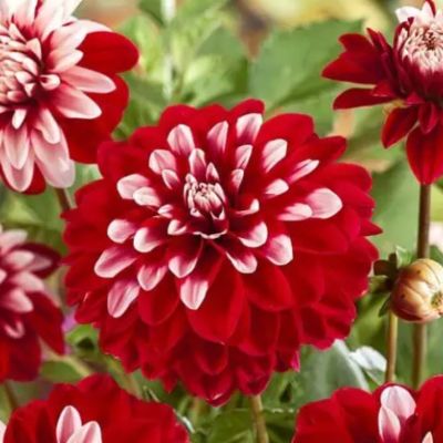 Георгина Ольгас Лайт - Dolina-Sad.Ru