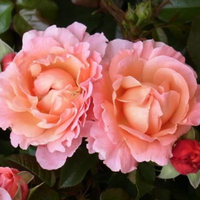 Роза Штамбовая Мария Кюри Роза Штамбовая Мария Кюри - Dolina-Sad.Ru