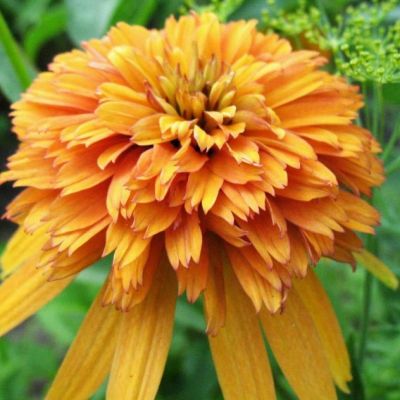 Эхинацея Мармалэйд , Эхинацея Мармалэйд , фото