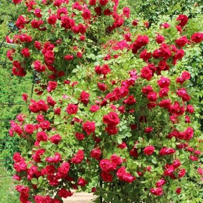 Роза Файя Лобби Роза Файя Лобби - Dolina-Sad.Ru