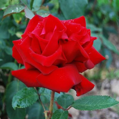 Роза Ингрид Бергман Роза Ингрид Бергман фото