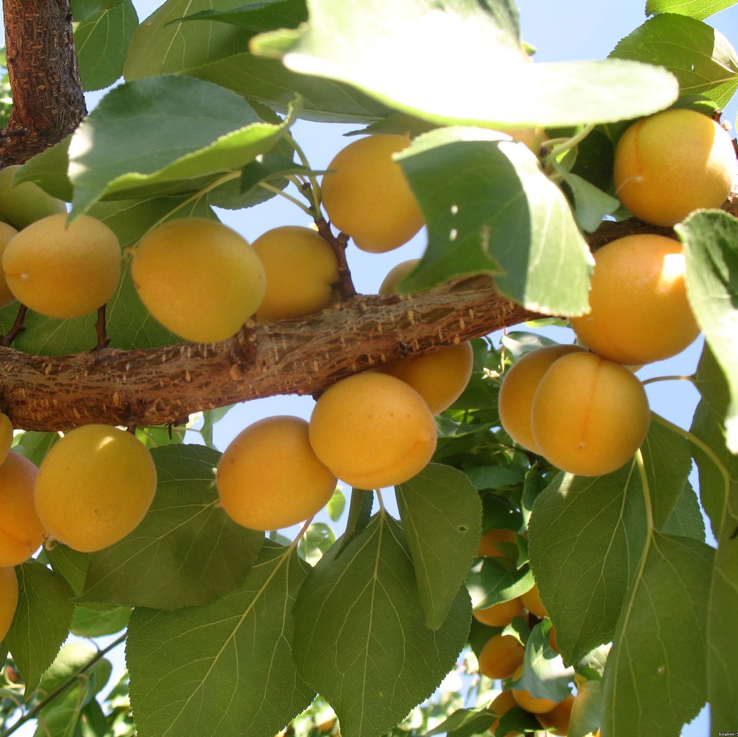 Абрикос Ананасный Цюрупинский Абрикос Ананасный Цюрупинский - Dolina-Sad.Ru