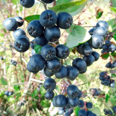 Арония сливолистная Неро Арония сливолистная Неро - Dolina-Sad.Ru