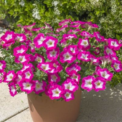 Петуния Оватион Брайт Айс - Dolina-Sad.Ru