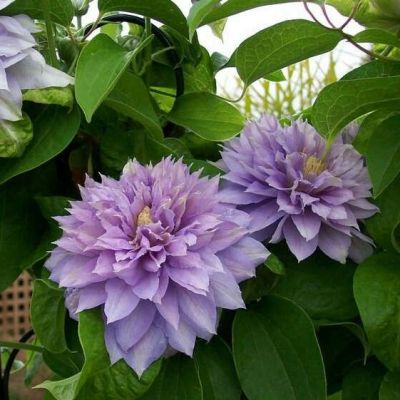 Бель оф Вокин Бель оф Вокин фото