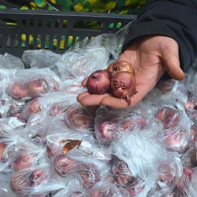 Гладиолус Фар Вест Гладиолус Фар Вест фото