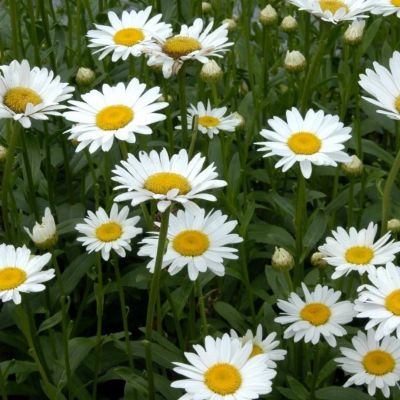 Нивяник Бэки - Dolina-Sad.Ru