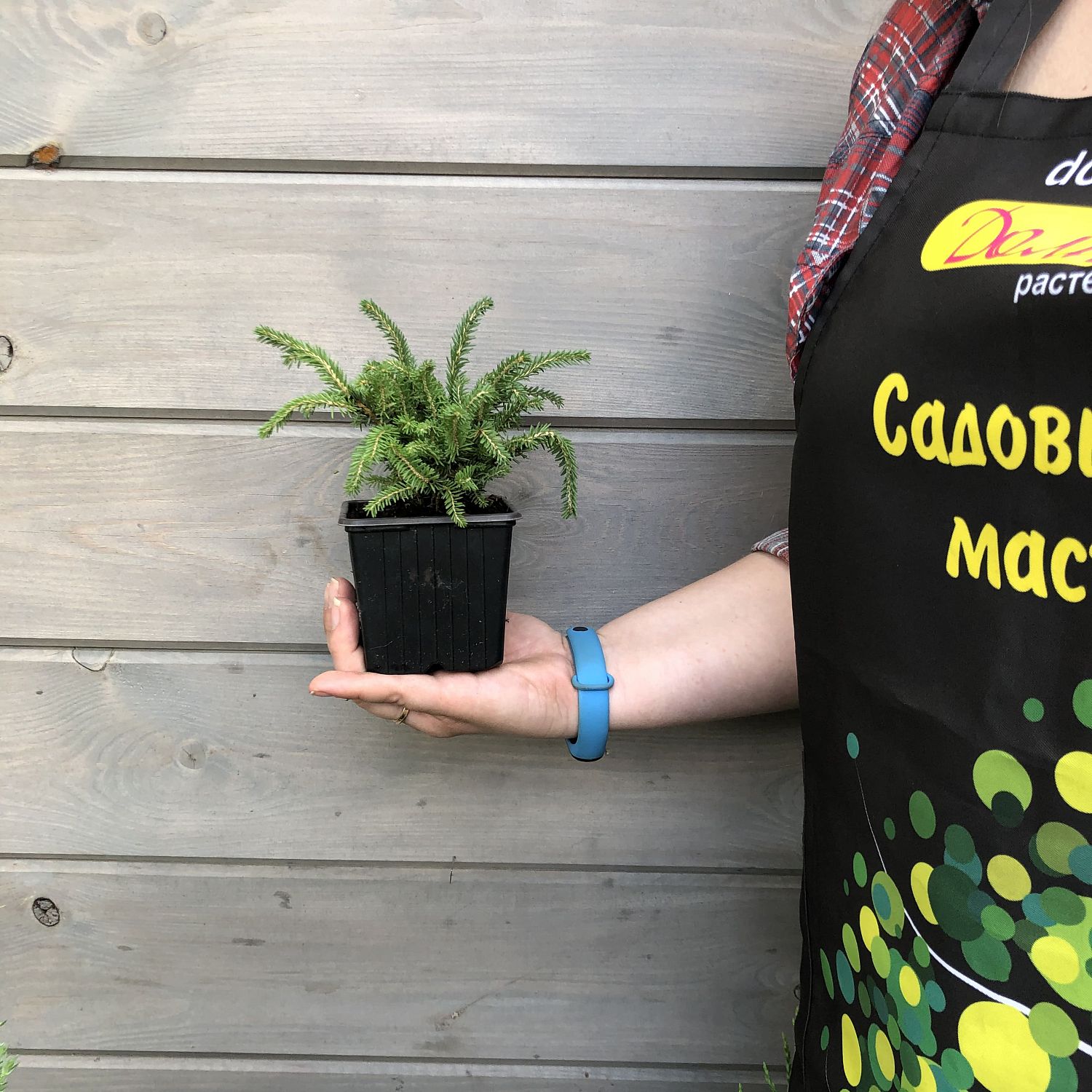 Ель Литл Джем Ель Литл Джем фото