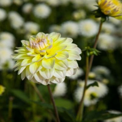 Георгина Инносент Сайленс - Dolina-Sad.Ru