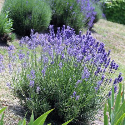 Лаванда узколистная Эссенс Перпл Лаванда узколистная Эссенс Перпл - Dolina-Sad.Ru