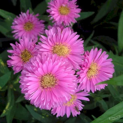 Астра новобельгийская Патрисия Баллард - Dolina-Sad.Ru