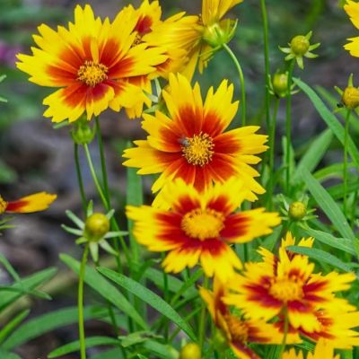 Кореопсис Аптик Голд энд Бронз Кореопсис Аптик Голд энд Бронз - Dolina-Sad.Ru