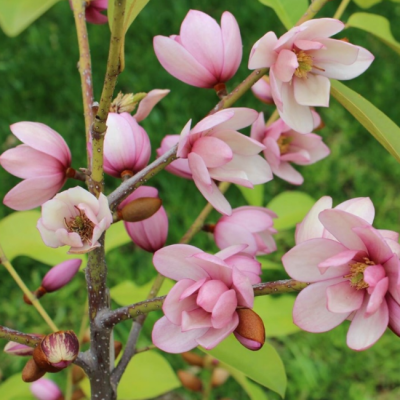 Магнолия Фейри Блаш фото