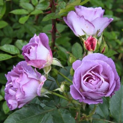 Роза Блу Найл Роза Блу Найл - Dolina-Sad.Ru