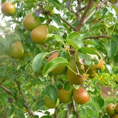 Груша Выставочная/Зимняя Груша Выставочная/Зимняя фото