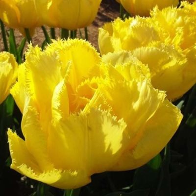 Тюльпан Экзотик Сан Тюльпан Экзотик Сан фото