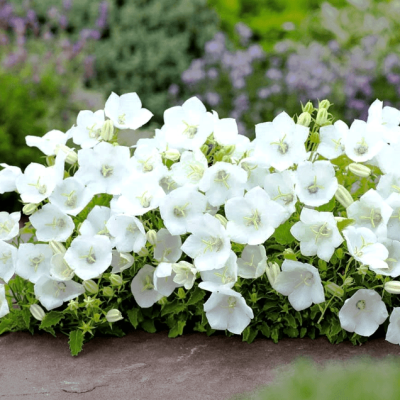 Колокольчик карпатский Перл Вайт , P9 Колокольчик карпатский Перл Вайт , P9 фото