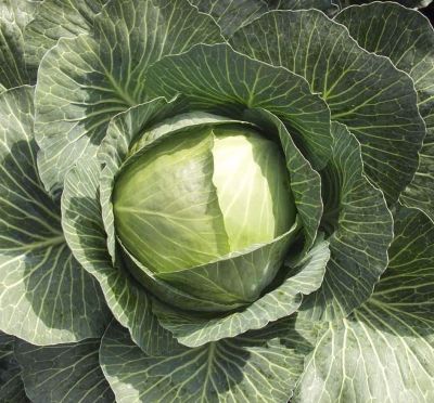 Капуста белокоч. Амтрак F1 (для хранения Голландия) Капуста белокоч. Амтрак F1 (для хранения Голландия) фото