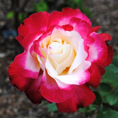 Роза Дабл Делайт Роза Дабл Делайт фото