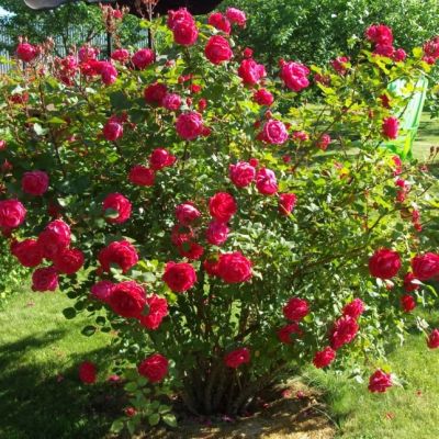 Роза Александр Маккензи Роза Александр Маккензи - Dolina-Sad.Ru