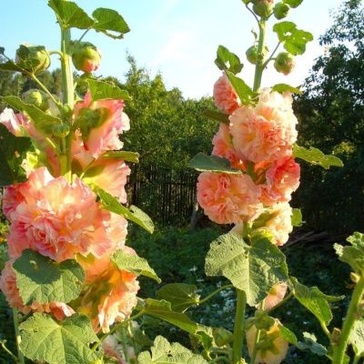 Шток-Роза Спринг Селебрейтис Роуз Шток-Роза Спринг Селебрейтис Роуз - Dolina-Sad.Ru