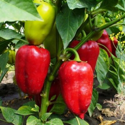 Перец Восторг фото