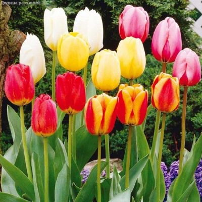 Тюльпан Дарвин Гибрид Микс Тюльпан Дарвин Гибрид Микс фото