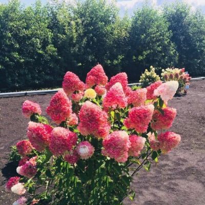 Гортензия метельчатая Пинк энд Роуз Гортензия метельчатая Пинк энд Роуз - Dolina-Sad.Ru