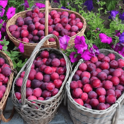 Слива гибридная Комета Кубанская Слива гибридная Комета Кубанская фото