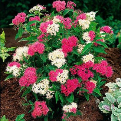 Спирея японская Дженпей фото