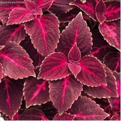 Колеус Визард Вельвет ред Колеус Визард Вельвет ред фото