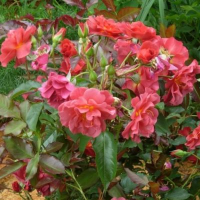 Роза Селебрейшн Тайм Роза Селебрейшн Тайм фото