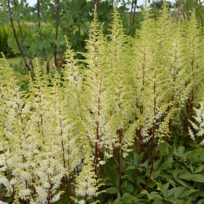 Астильба Хеппи Спирит Астильба Хеппи Спирит - Dolina-Sad.Ru