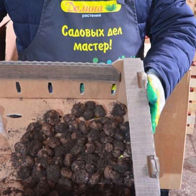 Гладиолус Даред фото