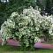 Чубушник Жирандоль фото